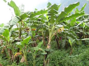 岔地壩村-芭蕉種植