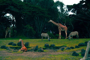 舊金山動物園 舊金山動物園