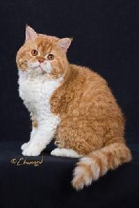 塞爾凱克捲毛貓 塞爾凱克捲毛貓