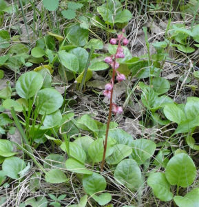 二色南星 二色南星