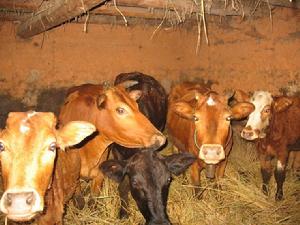 銀廠箐村-黃牛養殖