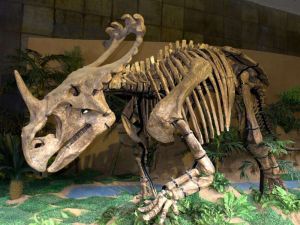 諸城中國角龍 諸城中國角龍