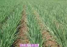 英莊鎮大蔥基地
