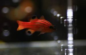 橙尾瑞士狐 橙尾瑞士狐