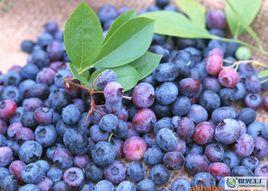 兔眼藍莓 兔眼藍莓