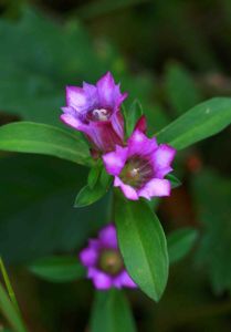 貴州龍膽 貴州龍膽