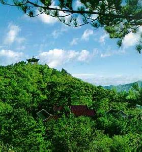 青楓綠嶼 青楓綠嶼