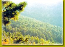 石洞溝森林公園