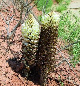管花肉蓯蓉[植物]