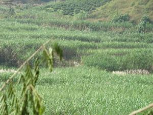 周同自然村田蔗<a name="ref_[5]"></a>