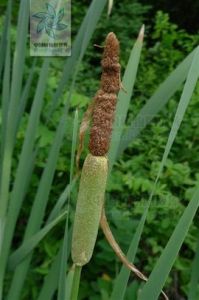 寬葉香蒲 寬葉香蒲