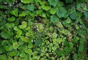 條葉虎耳草 條葉虎耳草