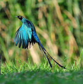 長尾輝椋鳥 長尾輝椋鳥