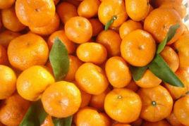 黎川蜜桔 黎川蜜桔