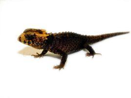 紅眼鱷蜥 紅眼鱷蜥