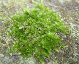 雀尾蘚屬 雀尾蘚屬