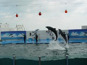 青島海豚表演館