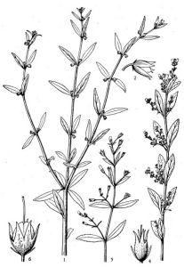 匍匐石龍尾 匍匐石龍尾