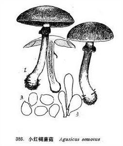 小紅褐蘑菇 小紅褐蘑菇