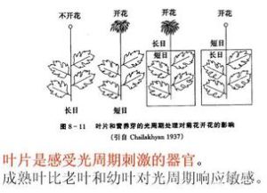 光周期現象 光周期現象