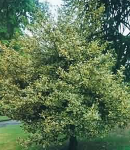 黃比利時捷卡冬青 黃比利時捷卡冬青