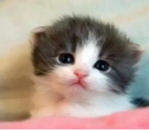 網路蹭貓族 網路蹭貓族