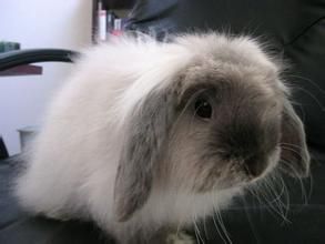 美國長毛垂耳兔 美國長毛垂耳兔