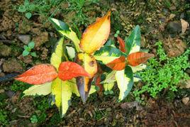 黃金絡石 黃金絡石