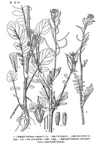 羽裂葉山芥 羽裂葉山芥