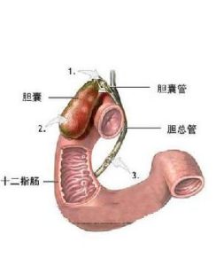 肝臟外傷 肝臟外傷