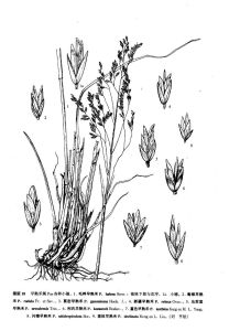 垂枝早熟禾 垂枝早熟禾