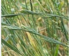 日本麥氏草 日本麥氏草