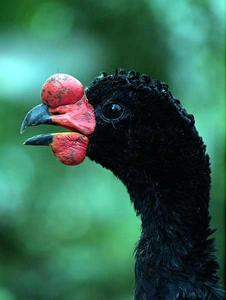 鳳冠雉屬 鳳冠雉屬