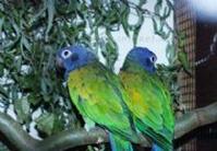 藍頭鸚鵡