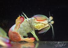 日本齒指蝦蛄（Odontodactylus japonicus）