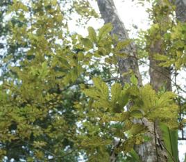 襄狀紫檀 襄狀紫檀