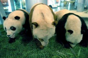 巴氏大熊貓