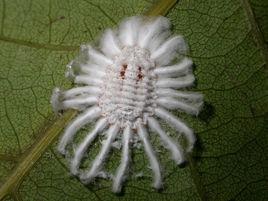 埃及吹棉介殼蟲 埃及吹棉介殼蟲