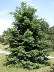 華北為白杄 華北為白杄