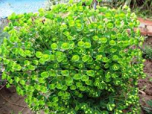 輪傘大戟 輪傘大戟