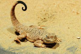 大耳沙蜥 大耳沙蜥