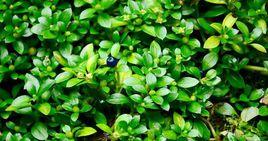 薄柱草[薄柱草]