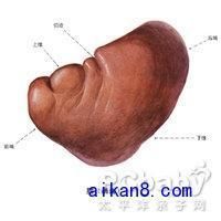 肝病面容 肝病面容