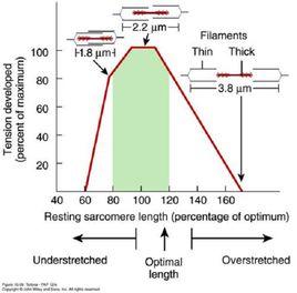 Frank-Starling機制 Frank-Starling機制