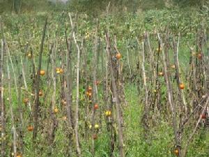（圖）蔬菜種植
