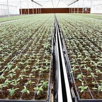 新加坡垂直農場 新加坡垂直農場