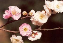 復瓣跳枝梅 復瓣跳枝梅