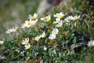 仙女木期 仙女木期