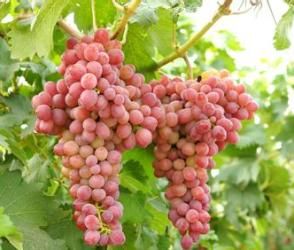 Grapes