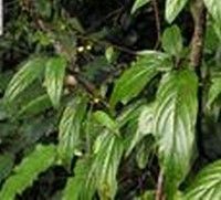 疏花雞矢藤 疏花雞矢藤